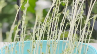 How to grow Chickpea Microgreens