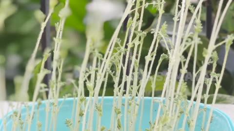 How to grow Chickpea Microgreens