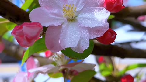 Beautiful flower 🌺🌹🌺🌹