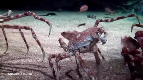 15 unbelievable undersea creatures