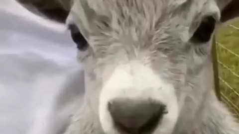 Funniest Animal Reels