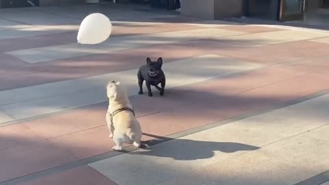 two cute dogs play with a balloon