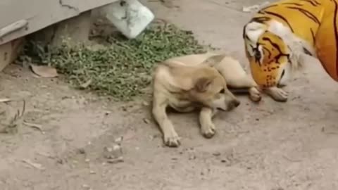 Troll prank Dog funny and fake lion and tiger