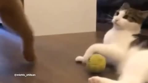 Cute dog and cat trying to play