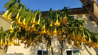 Yellow Angel's Trumpets