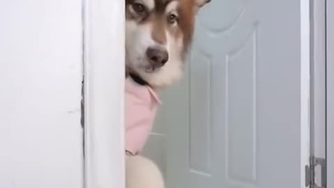 Full comedy funny dog 🐕🐕🐕🐶