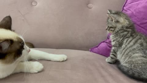 What a Kitten does when a Cat ignores him