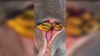 Funny animals