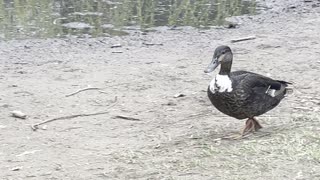 Rare duck