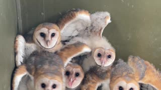 Baby Barn Owls Stick Together