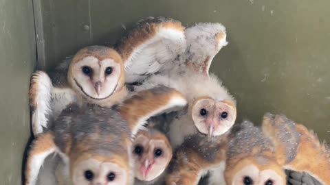 Baby Barn Owls Stick Together