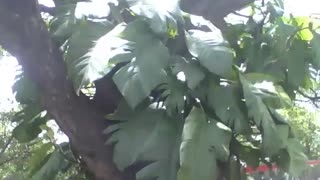 Planta jibóia em uma árvore levando sol no museu de ciências [Nature & Animals]