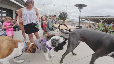 Great Dane Moose Meets St. Bernard Bruce #BigDogs