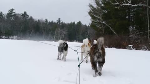 Akita sled dog team