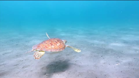sea turtle swims across the ocean
