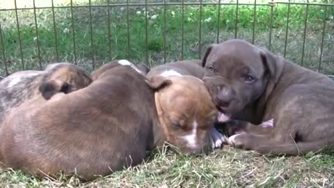 Momma Growls at puppies