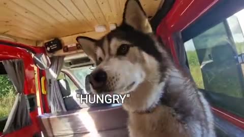 Husky Reacts When His Favourite Food is Unveiled | So Funny!