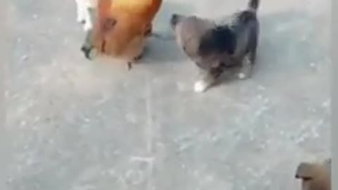 Chicken vs dog fight_ _funny dog fight video