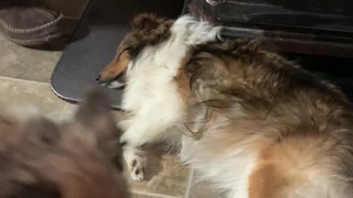 Shelties Sleeping