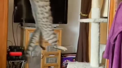 🐈 Cats know kung fu ❗ Funny cats, pranks with cats for a good mood! 😻