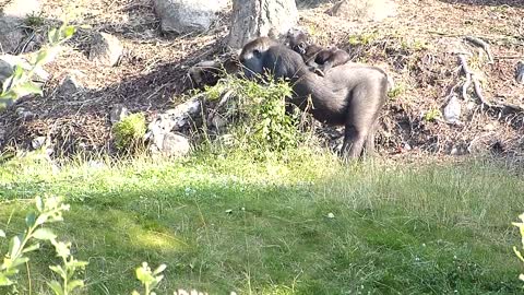 Gorillahonan Babule med nyfödd Elroi på ryggen. Gorilla female Babule with her baby Elroi.