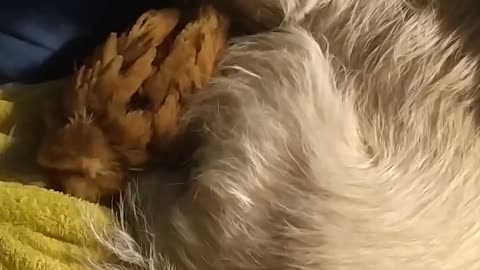 The dog hugs the chicken.