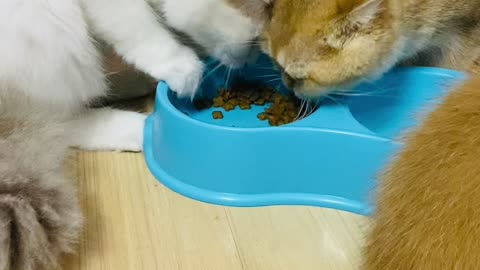 Hungry Kitty Hogs the Food Bowl