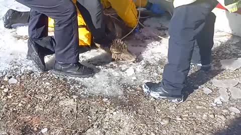 Emergency Crew Rescues Deer From Icy Water