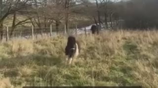 Shetland pony thinks his best friend is a predator