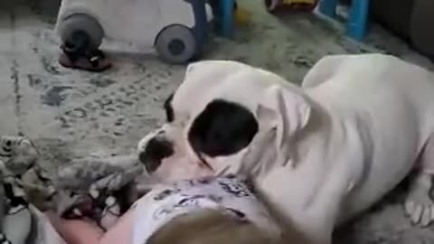 Boxer Gets Protective of Tipping Toddler