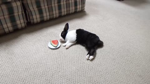 Sleeping rabbit dreaming about eating watermelon!