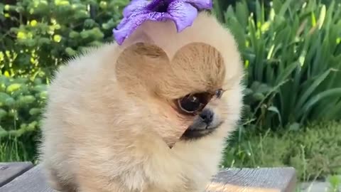 Cute baby dogs 😍| funny dogs videos