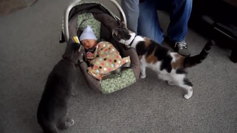 Cats Meeting Babies For The First Time / Funny video / Cat and just born baby