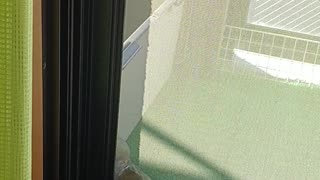 Turtle Opens Sliding Door