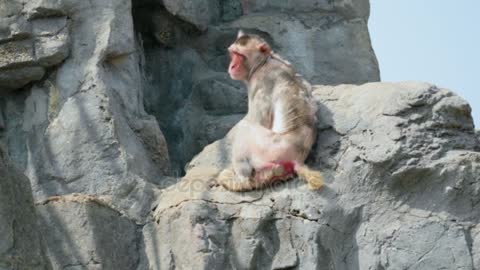 reed Face Monkey Sitting Lying Awkwardly Big Rock Seoul Grand