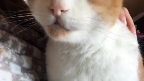 Cute Cat Leans in For Head Kisses