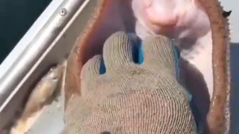 funny cute fish video