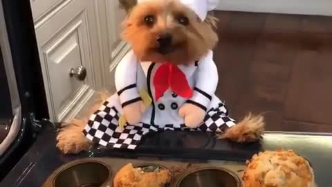 Cute pooch baking cookies