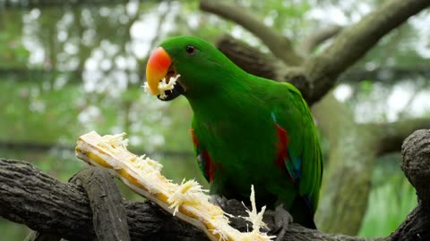 Parrot eating a sugar cane