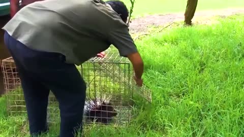 Animals Being Freed For The First Time !15