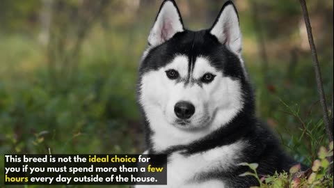 5 Things you must never do to your Siberian husky