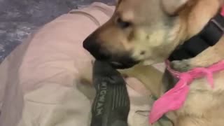 cute puppy playing