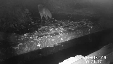 Fox at western end Oct 2022