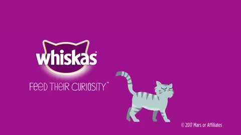 Why do cats meow_ - Whiskas K.I.T._3