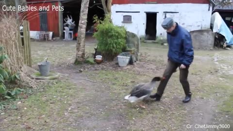 Funny wild animals chasing #crazyanimals