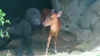 A baby gorilla gently interacts with a deer.