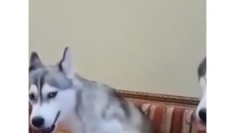 Go away you are drunk funny husky dog.