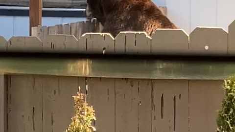 Black Bear Climbs Over Backyard Fence in South Lake Tahoe