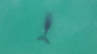 Right Whale's V-Shaped Water Spout