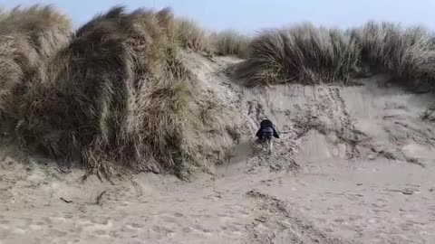 Dog Gets Face Full of Sand at the Beach